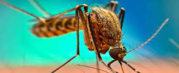 Searching for bug exterminators near me? Residential Pest Control Services Near Me Weston