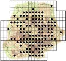 Image result for Lannea discolor