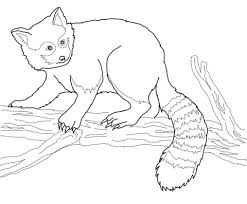 Rote Panda Malvorlagen Ausmalbild Roter Panda Auf Einem Baum Ausmalbilder Kostenlos Zum Clip Art Panda Art