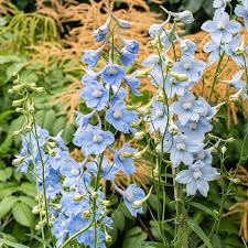 Image result for Delphinium