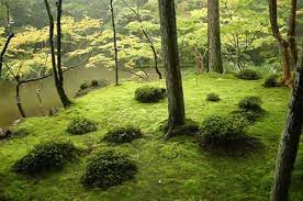 Saiho Ji Japan Moss Japanese Rock Garden Japanese Zen Garden Japanese Garden