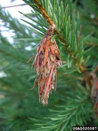 They spin downward on silk strands hanging from trees, looking for a host plant. Backyard Gardener Bagworms June 6 2018