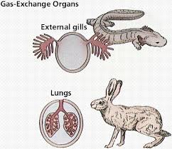 Respiratory System
