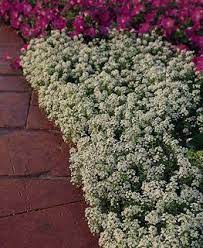 Alyssum How To Plant Care For Sweet Alyssum Flowers Garden Design Plants Flower Garden Design Spring Plants
