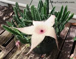 Here are 5 tips to faster decomposition. Stapelia Gigantea Zulu Giant Carrion Plant Toptropicals Com