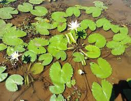 Image result for Nymphaea nouchali