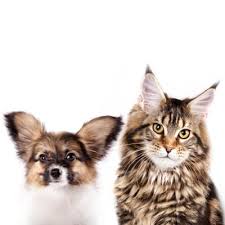 851 wonderland rd s, london, on n6k 4t2 get directions ». Vellore Woods Veterinary Clinic Full Service Animal Hospital Pet Dental Centre Vaughan On About Us