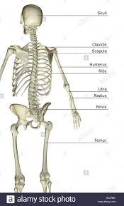 This is a anatomy study covering the upper torso of a female. Diagram Of Bones In Upper Torso Seniorsclub It Device My Device My Seniorsclub It