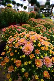 Merrifield Garden Center Garden Center Garden Chrysanthemum
