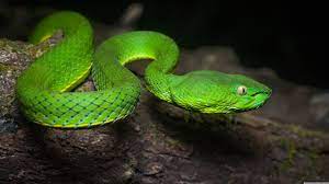 Bright Green Snake Close Up Pit Viper Viper Understanding