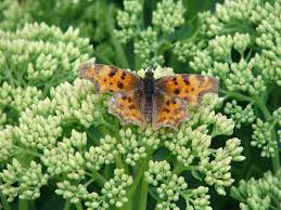 Image result for Polygonia c-album