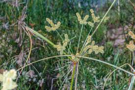 Image result for Cyperus alopecuroides