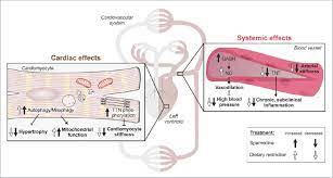 Spermidine life®, our first product, was launched in 2019 in austria. Spermidine Improves Cardiovascular Health Similar To Caloric Download Scientific Diagram