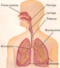 La laringe es el órgano donde se produce la voz, contiene las cuerdas vocales y constituye también un paso obligado para los gases respiratorios. El Sistema Respiratorio Nariz Laringe Faringe Traquea Y Pulmones Biografias E Historia Universal Argentina Y De La Ciencia