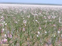 Image result for Crinum paludosum