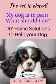 Find out about how our pet hospitals are currently running and what to do if your pet needs to see a vet. Pin On All About Pets