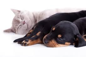© 2021 wagging tails pet resort. The Pet Spa In Eagan Mn Saveon