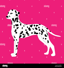 Image result for dalmatin