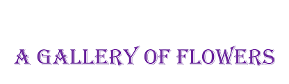 Aug 28, 2021 · the members' gallery. New Iberia Florist Flower Delivery By A Gallery Of Flowers