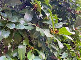 Image result for Ficus craterostoma