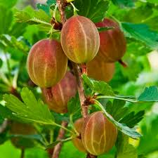 Here's a list that our experts recommend for this variety. American Gooseberry Poorman Ribes Hirtellum My Garden Life