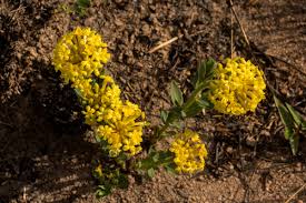 Image result for Gnidia kraussiana