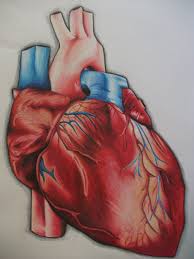 Color Pencil Human Heart Art Colored Pencils Human Heart White color sakura gelly roll white pen. color pencil human heart art