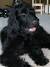 Chocolate Straight Coat Labradoodle