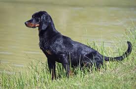 Image result for slovenský kopov