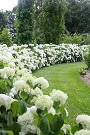 Proven Winners Dream Garden Sweepstakes Hydrangea Landscaping Hydrangea Garden Backyard Landscaping