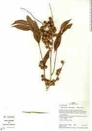 Image result for Chaetocarpus