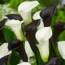 Check spelling or type a new query. Calla Lily Bulbs Black White Mix Spring Flower Bulbs Eden Brothers