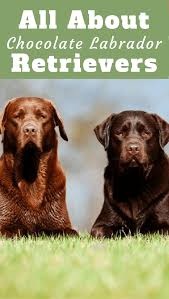 The Chocolate Labrador Retriever Varies From A Medium Brown To A Rich Chocolate Color Labrador Retriever Facts Chocolate Labrador Retriever Labrador Retriever