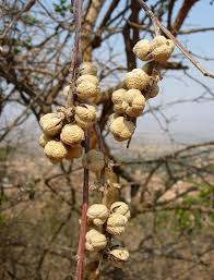 Image result for Croton macrostachyus