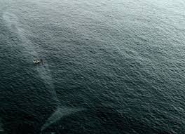 Ces Photos Vont Vous Donner La Phobie Des Profondeurs Marines Animaux Paysage Et Belles Images
