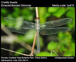 Image result for Bothriocline glomerata