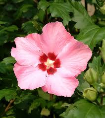Image result for Hibiscus syriacus Violet Clair Double