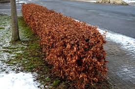 Image result for hornbeam hedge in winter