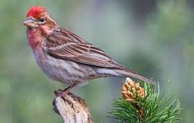 Black And White Bird With Red Head California How To Identify Small Red Finches Finches Bird Backyard Birds List Of Birds
