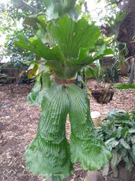 Ideas de decoración, cuidados, inspiración. Platicero Elephantotis O Oreja De Elefante Orejas De Elefante Plantas Oreja