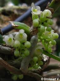 Image result for Rhipidoglossum