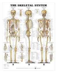 the skeletal system anatomical chart poster laminated