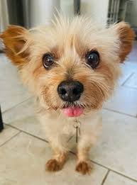 Yorkie Turns 2 Years Old