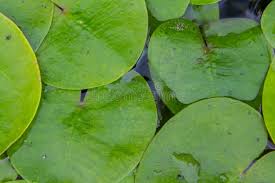 Image result for Hydrocharitaceae