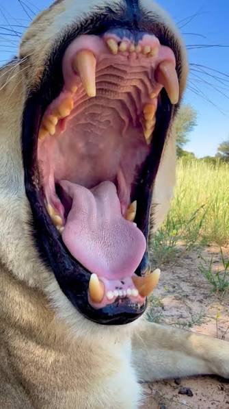 Mystery skull with sharp teeth
