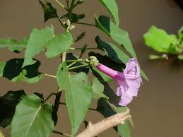 Image result for Ipomoea carnea