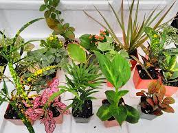 However, the planter on the left side has an awning above it which keeps it from getting any rain. Buy Terrarium Fairy Garden Plants 8 Plants In 2 5 Is Approximately 4 To 6 Inches Height Of The Plant Online In Taiwan B014lswsfq