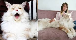 Devasa Kedi Lotus Un Fotograflari Herkesi Buyuluyor