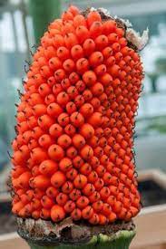 Alice The Corpse Flower Is Fruiting Corpse Flower Strange Flowers Titan Arum