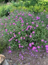 Image result for Cissus guerkeana